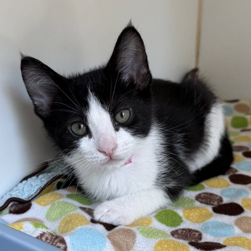 Keiko (bonded w/ Kevin)