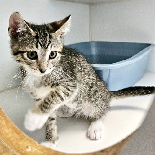 Mouse (bonded with Portland), an adoptable Domestic Short Hair in Oakland, CA