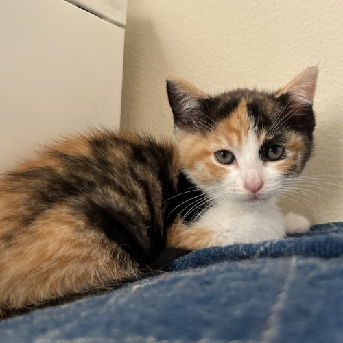 Pepper Ann (bonded w/ Doug)