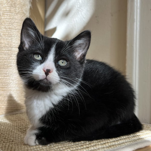 Doug (bonded w/ Pepper Ann)