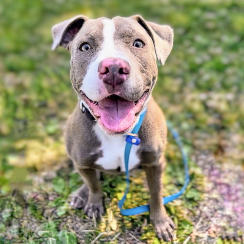 Freckles, an adoptable Unknown breed in Oakland, CA