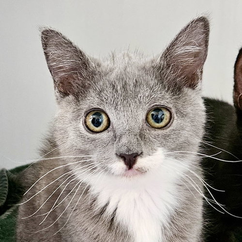 Lady Grey