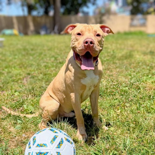 Buster, an adoptable Pit Bull Terrier in Oakland, CA