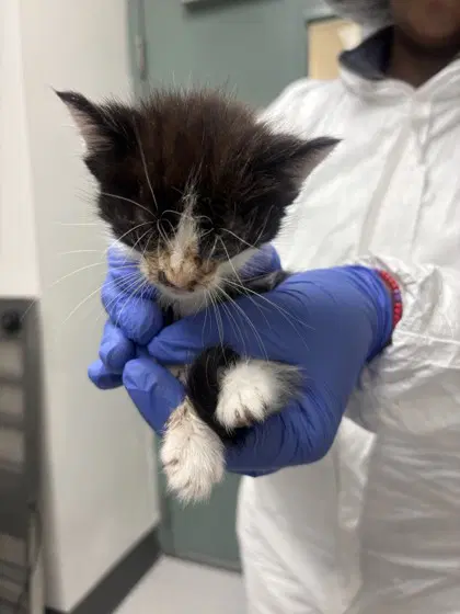 Salem Bonded W Sabrina - Domestic Medium Hair