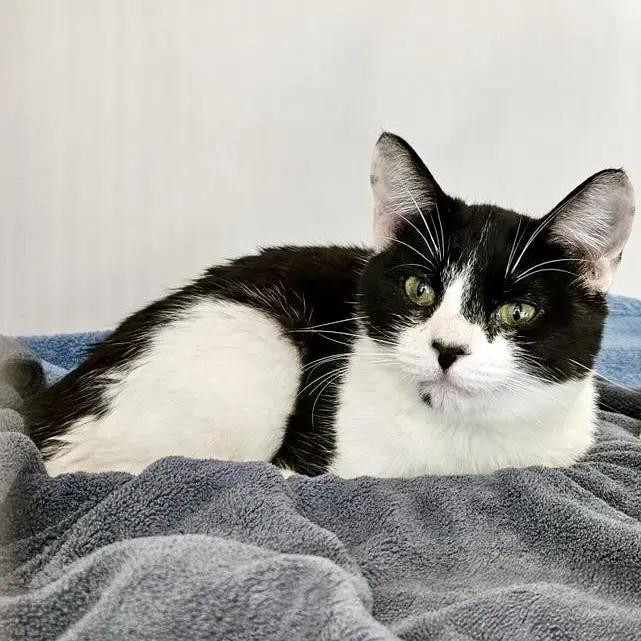 Sabrina Bonded W Salem - Domestic Short Hair