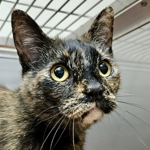 Cece, Senior Domestic Short Hair / Mixed, cat for adoption in San Rafael, California