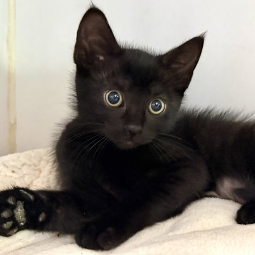 Caviar (bonded w/ Sardine), Baby Domestic Short Hair / Mixed (short coat), cat for adoption in San Bruno, California
