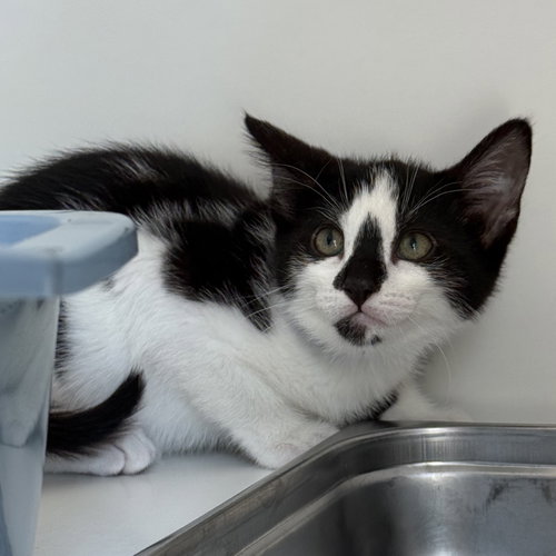 Sundae (bonded w/ Bonbon)