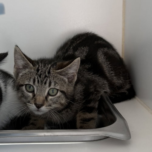 Bonbon (bonded w/ Sundae)