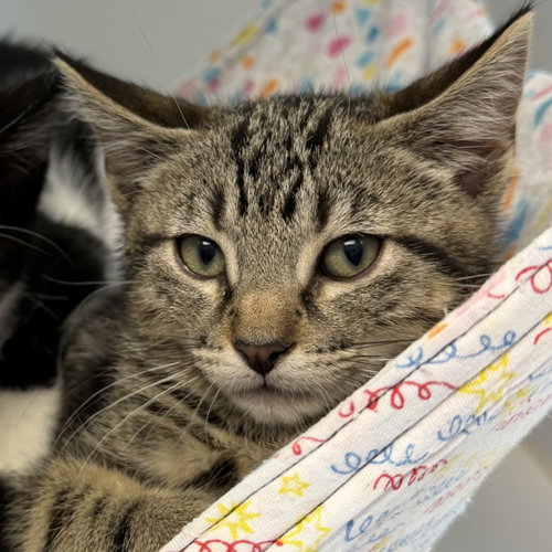 Bonbon (bonded w/ Sundae), Baby Domestic Short Hair / Mixed (short coat), cat for adoption in Cupertino, California