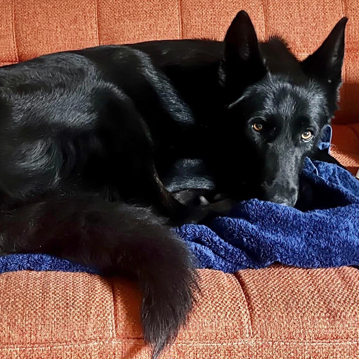 Karlita