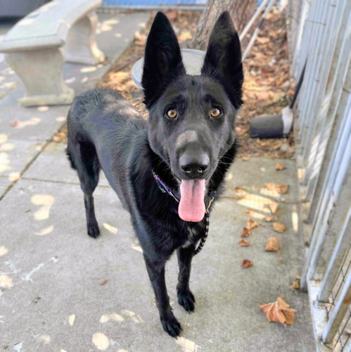 picture of the dog needing adoption