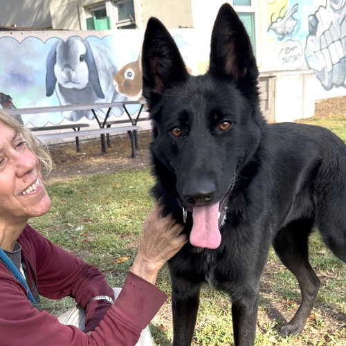 Karlita, German Shepherd Dog / Mixed