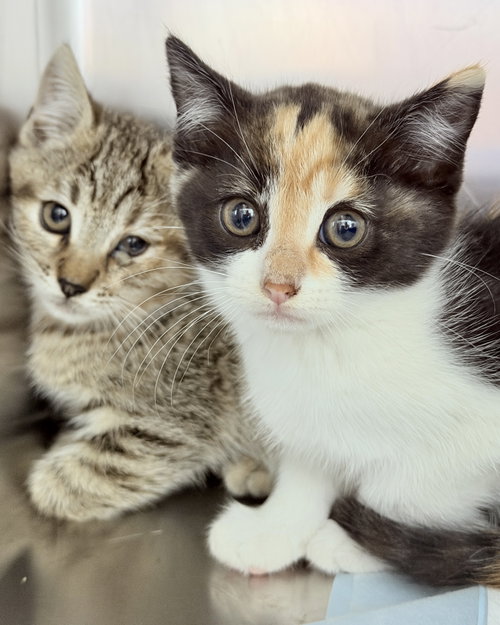 Buttercup photo 3