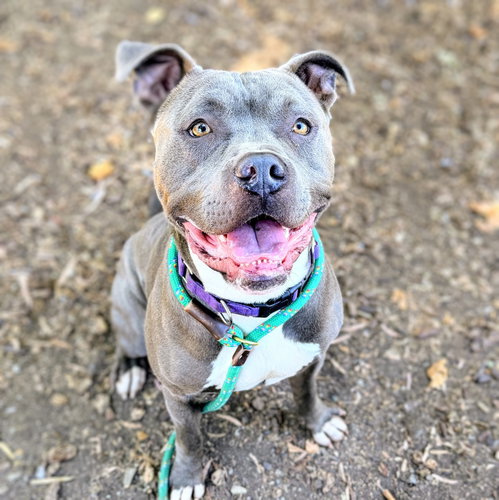 picture of the dog needing adoption