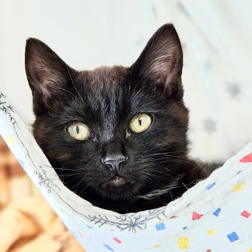 Blythe (bonded w/ Bakersfield), Baby Domestic Short Hair / Mixed (short coat), cat for adoption in San Bruno, California