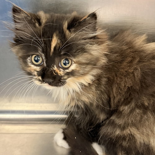 Clemente, Baby Domestic Medium Hair / Mixed (medium coat), cat for adoption in Vallejo, California