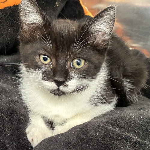 Helena (bonded w/ Soledad)