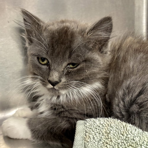 Reedley (bonded w/ Vista), Baby Domestic Medium Hair / Mixed (medium coat), cat for adoption in Petaluma, California