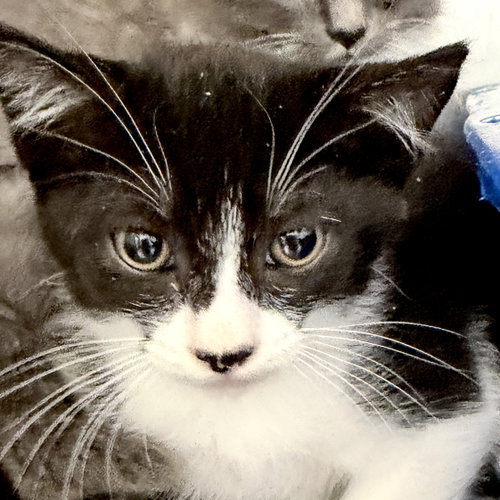 Vista (bonded w/ Reedley), Baby Domestic Short Hair / Mixed, cat for adoption in Petaluma, California