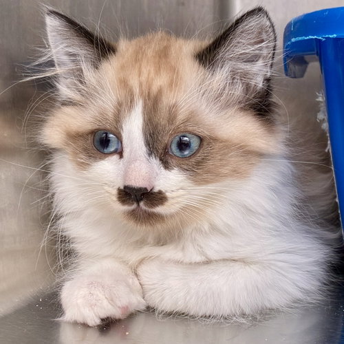 Whittier, Baby Siamese / Domestic Medium Hair / Mixed (medium coat), cat for adoption in Danville, California