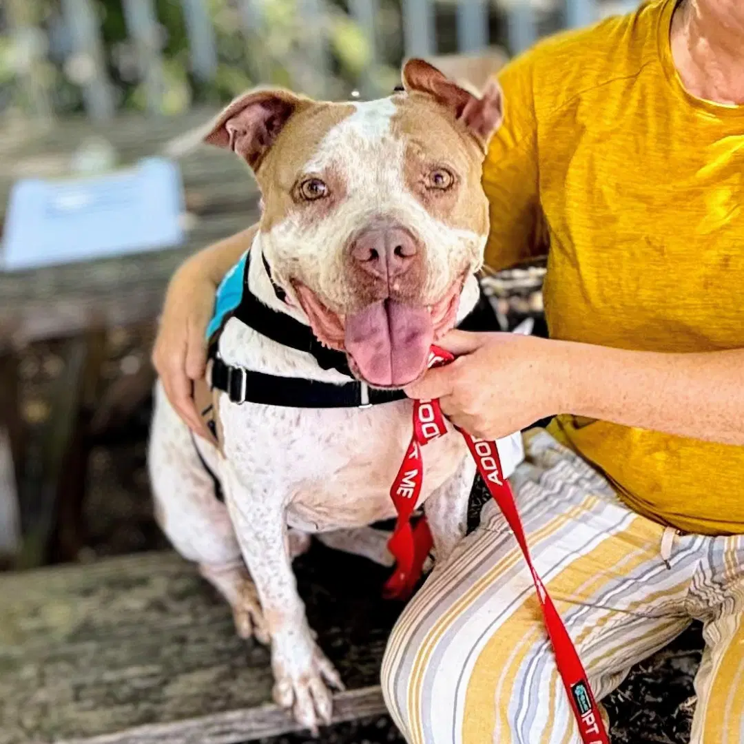 Fae - American Pit Bull Terrier