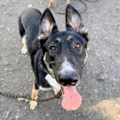 Axel