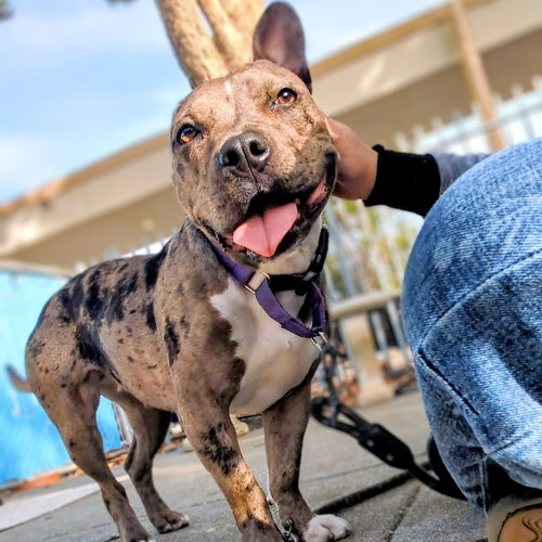 Fontana, a dog for adoption from Oakland Animal Services