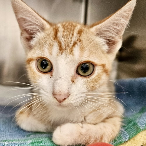 Almond, Baby Domestic Short Hair / Mixed (short coat), cat for adoption in San Bruno, California