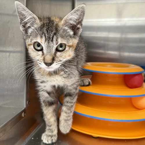 Walnut, Baby Domestic Short Hair / Mixed (short coat), cat for adoption in San Bruno, California