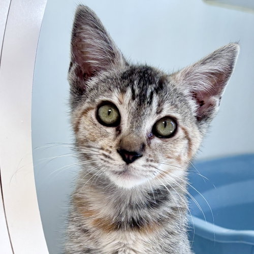 Walnut (bonded w/ Pistachio), an adoptable Domestic Short Hair in Oakland, CA