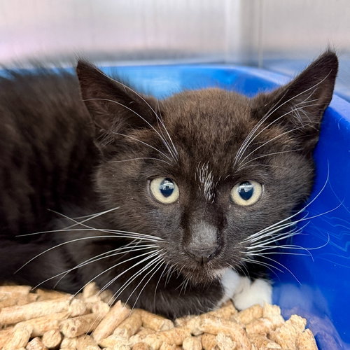 Joshua, Baby Domestic Short Hair / Mixed (short coat), cat for adoption in Petaluma, California
