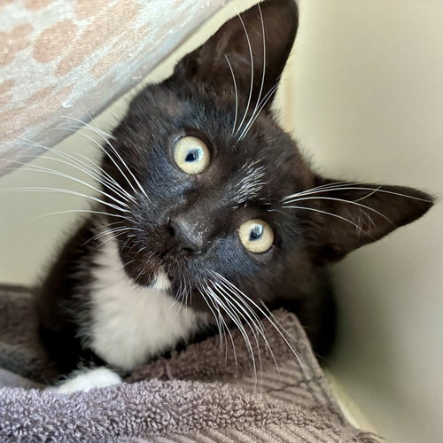 Joshua, Baby Domestic Short Hair / Mixed (short coat), cat for adoption in Concord, California