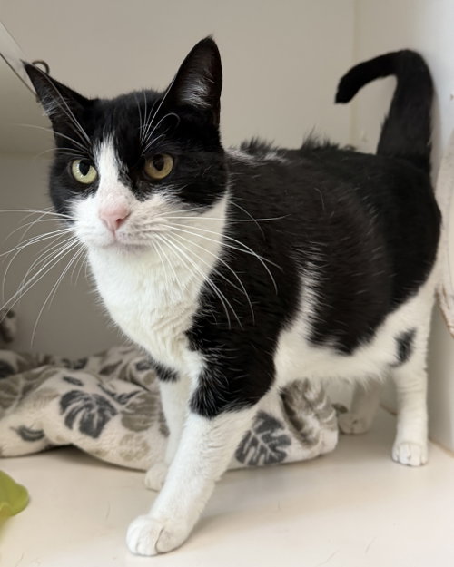 Selena, Adult Domestic Short Hair / Mixed (short coat), cat for adoption in San Bruno, California