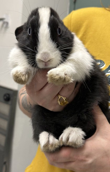 Eleanor