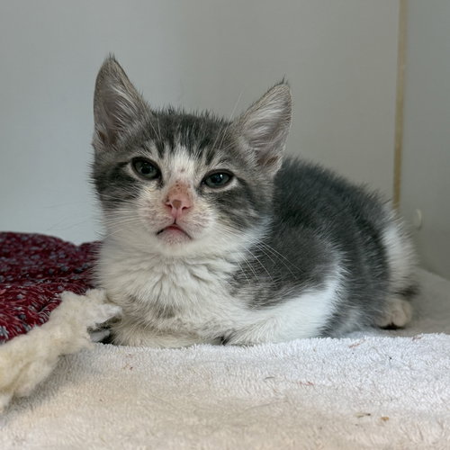 Junimo, Baby Domestic Short Hair / Mixed, cat for adoption in Union City, California