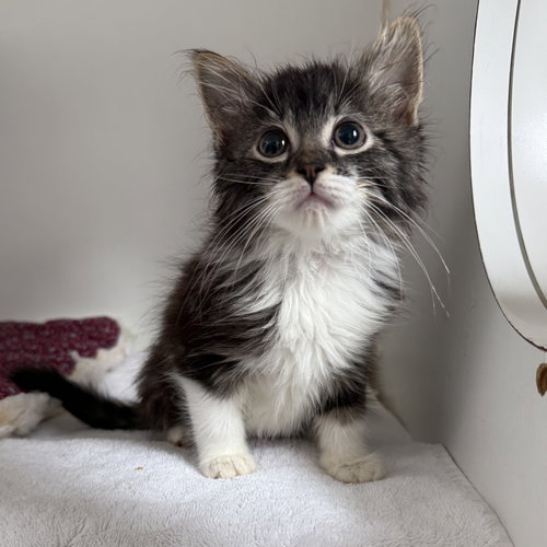 Powdermelon, Baby Domestic Short Hair / Mixed, cat for adoption in Union City, California