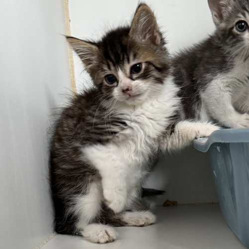 Starfruit, Baby Domestic Medium Hair / Mixed, cat for adoption in Union City, California