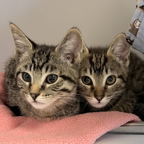 Pasadena (bonded w/ Seasides), Baby Domestic Short Hair / Mixed (short coat), cat for adoption in San Bruno, California