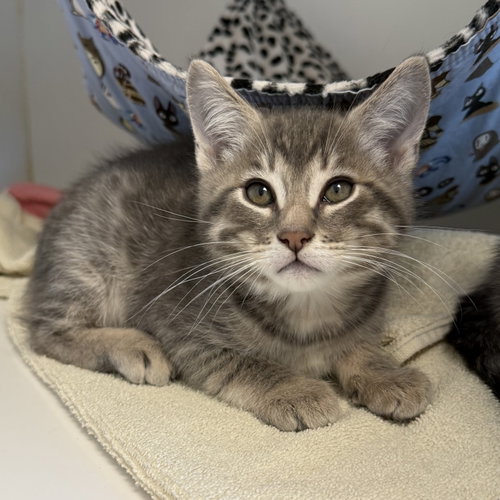 Tiburon (bonded w/ Pasadena), Baby Domestic Short Hair / Mixed (short coat), cat for adoption in Danville, California
