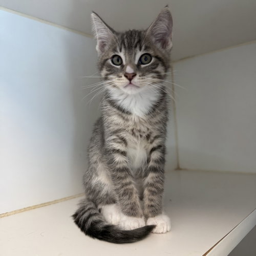 Mirage (bonded w/ Seaside), Baby Domestic Short Hair / Mixed (short coat), cat for adoption in Danville, California