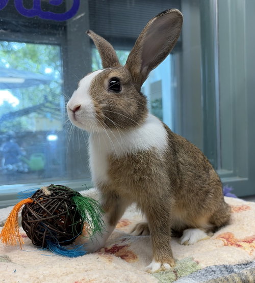 Rigatoni, a rabbit for adoption from Oakland Animal Services