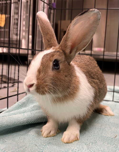 Ramen, a rabbit for adoption from Oakland Animal Services