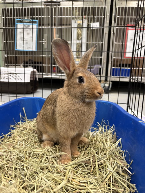 Photo 4 of Ravioli