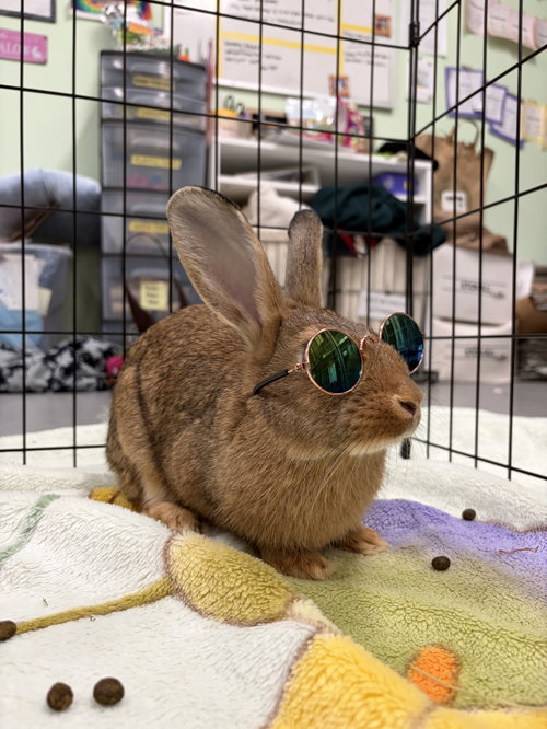 Ravioli, a rabbit for adoption from Oakland Animal Services