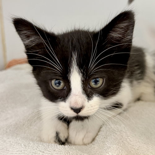 Ukiah (bonded w/ Muir), Baby Domestic Short Hair / Mixed (short coat), cat for adoption in Petaluma, California