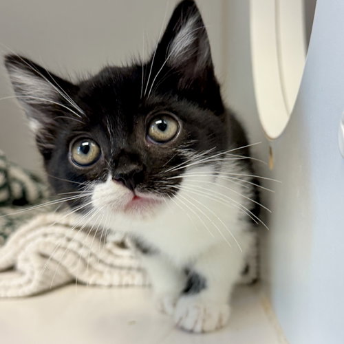 Muir (bonded w/ Ukiah), Baby Domestic Short Hair / Mixed (short coat), cat for adoption in Petaluma, California