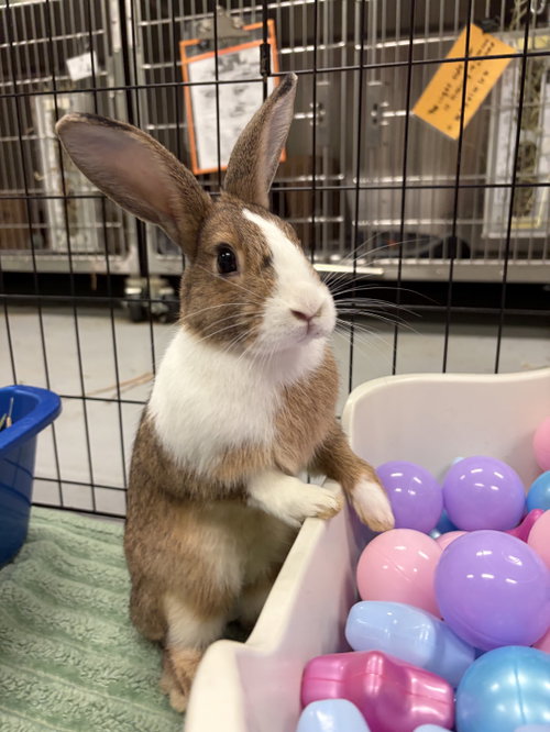 Marigold, a rabbit for adoption from Oakland Animal Services