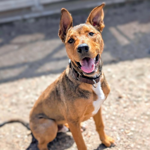 Colfax, an adoptable Shepherd in Oakland, CA