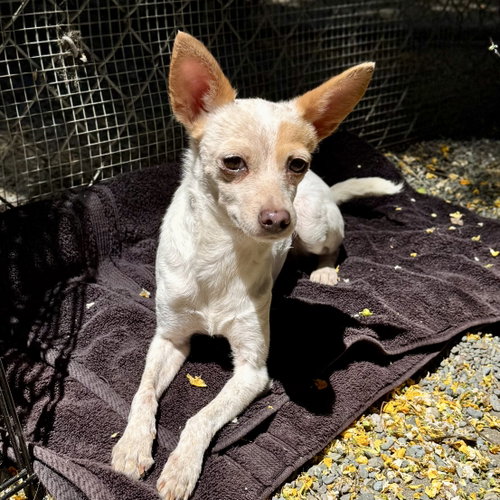 Simi, an adoptable Chihuahua in Oakland, CA